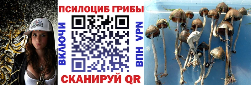 Псилоцибиновые грибы GOLDEN TEACHER  Лысково 