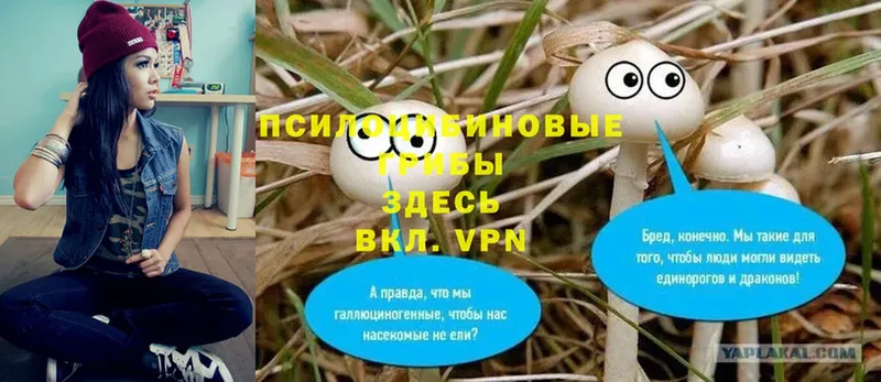 Галлюциногенные грибы Psilocybe  купить  цена  ссылка на мегу зеркало  Лысково 